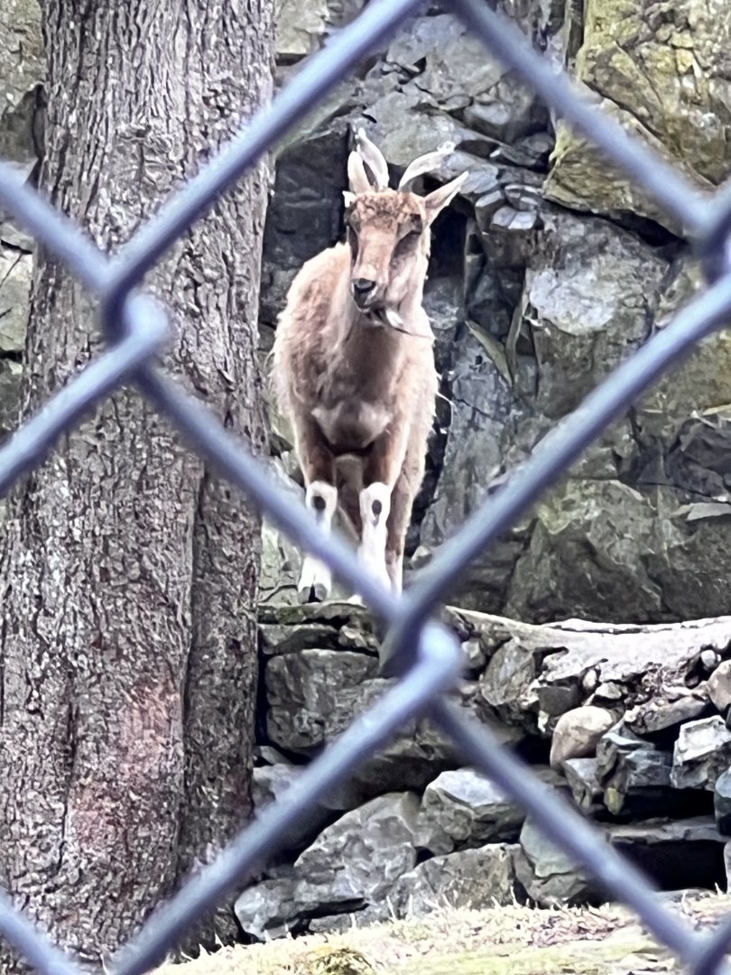 Markhor