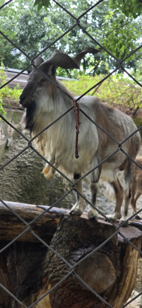 Markhor