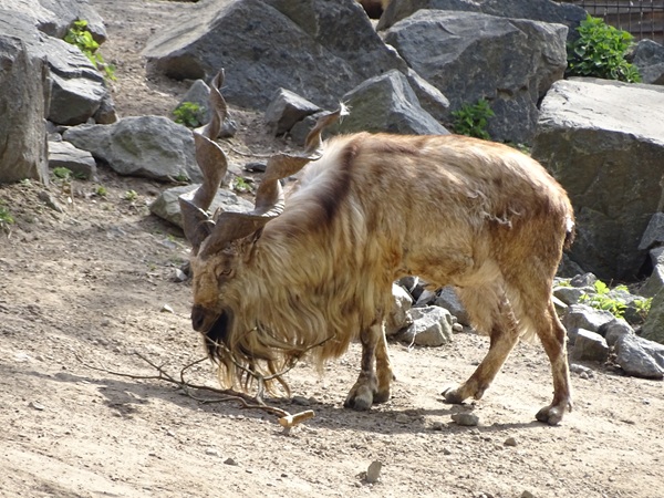 Markhor