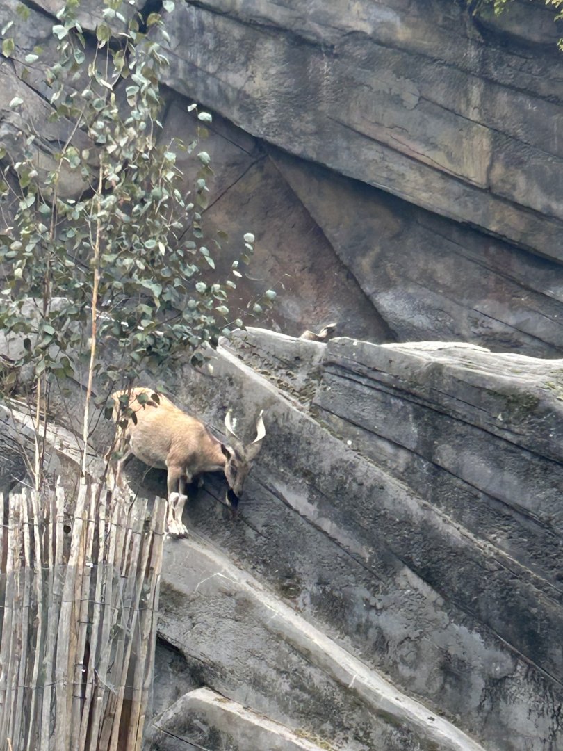 Markhor