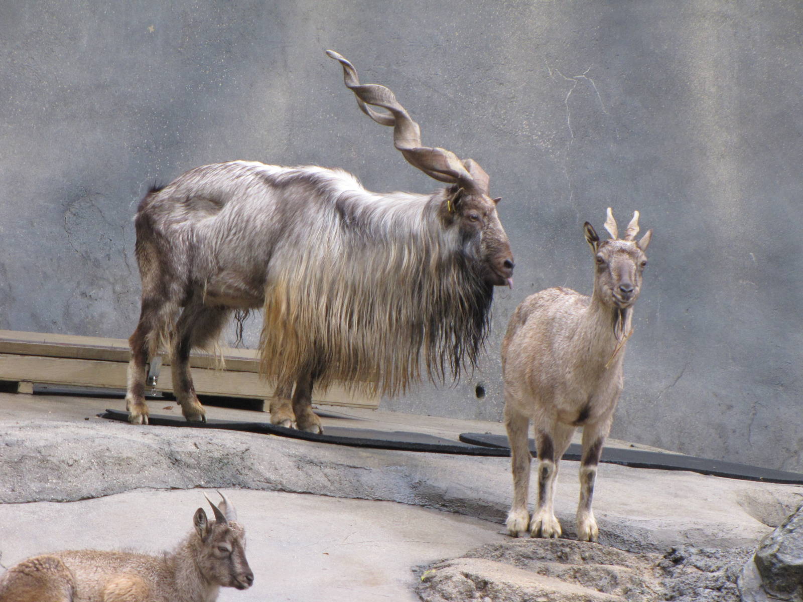 Markhors