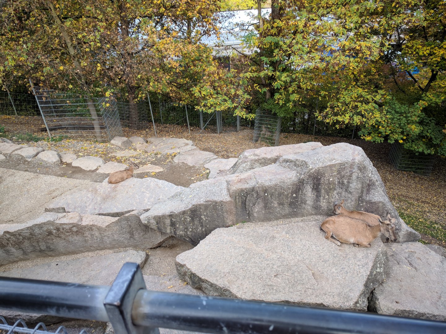 Markohr goat Enclosure