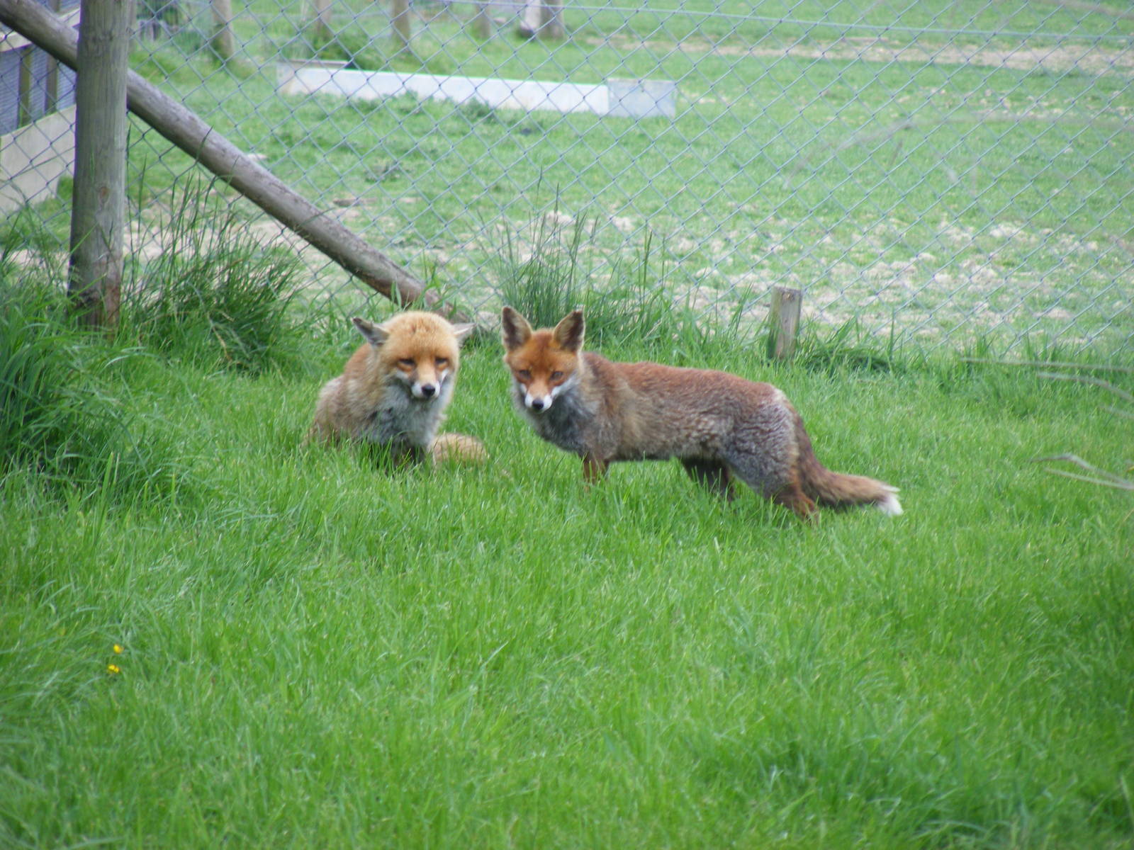 Marley and Biscuit the red foxes at British Wildlife Centre, 30 May 2010