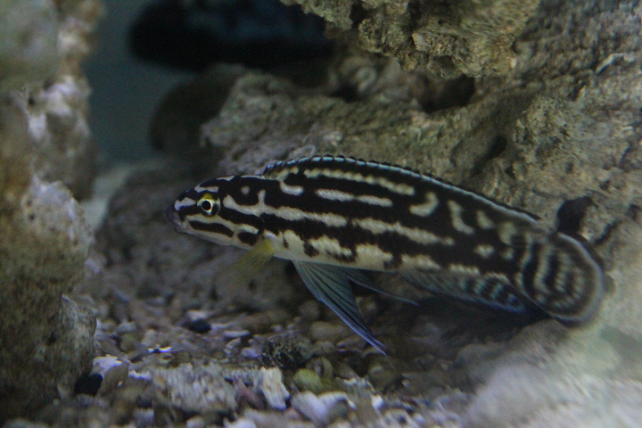 Marlier's julie (Julidochromis marlieri) - Jendela Alam Bandung