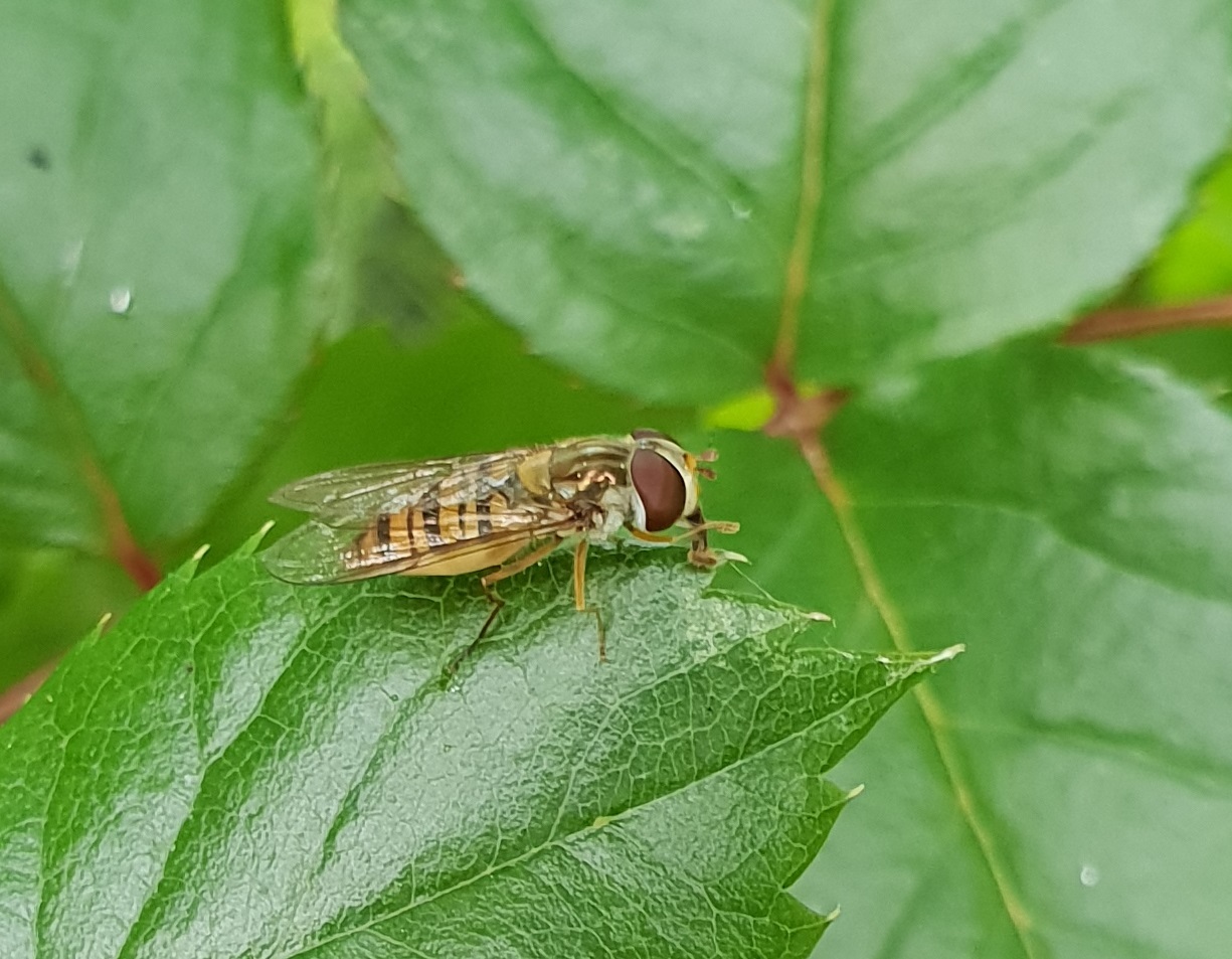 Marmalade hoverfly - Episyrphus balteatus