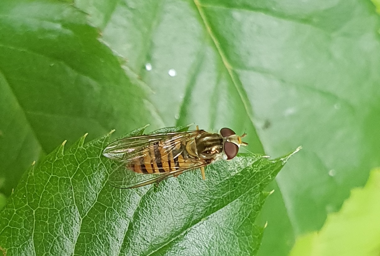Marmalade hoverfly - Episyrphus balteatus