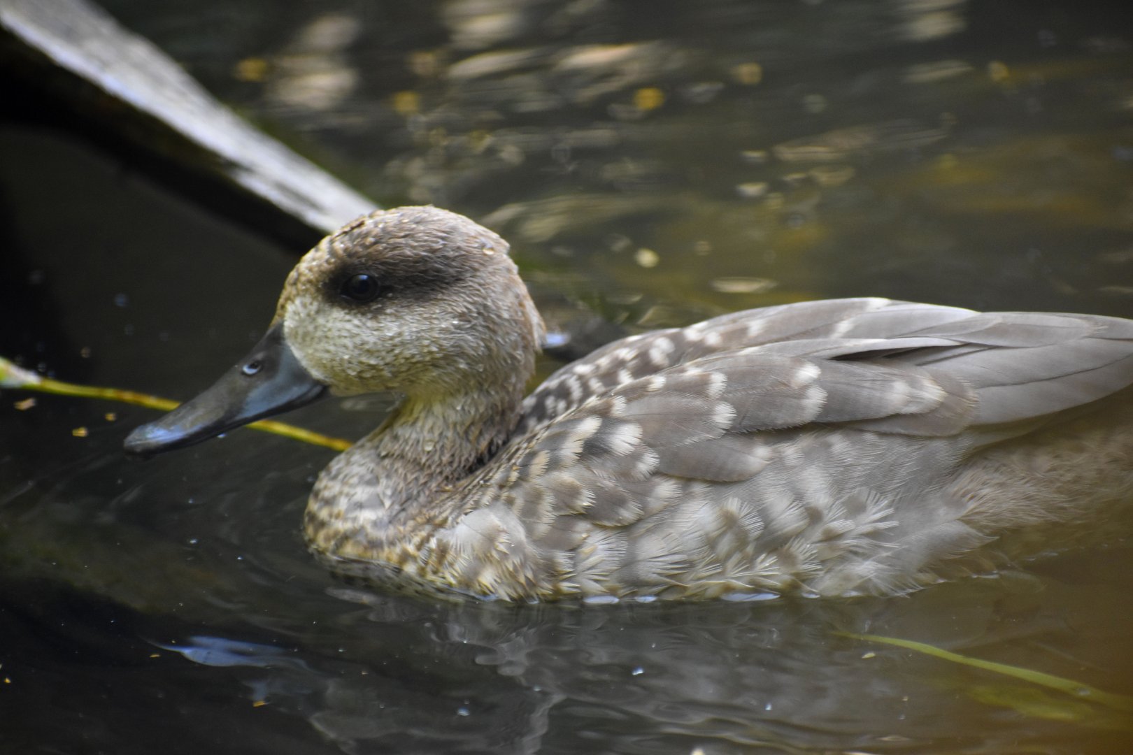 Marmaronetta angustirostris - Marbled Duck / Zoo d'Upie 2024