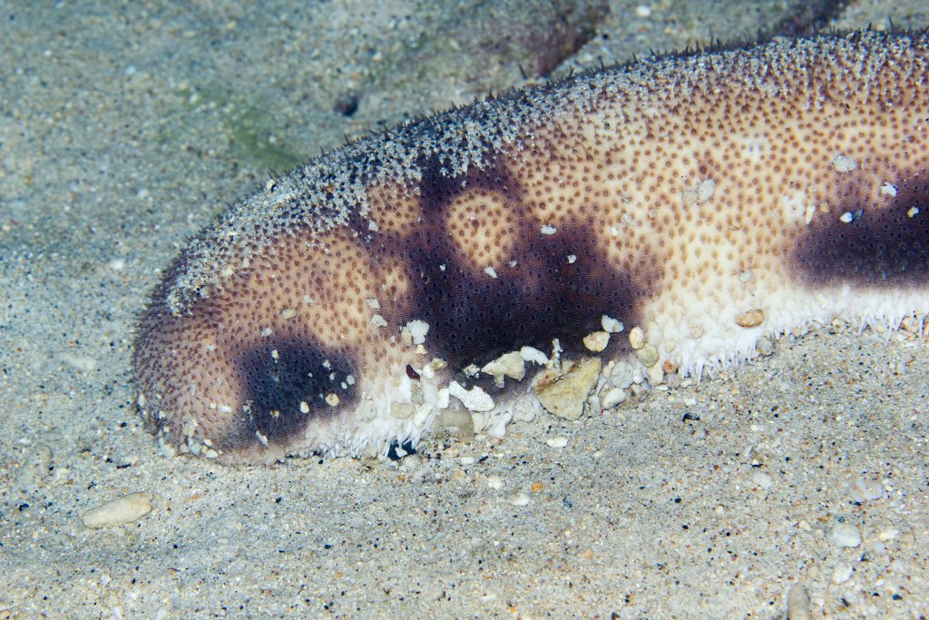 Marmorated Sea Cucumber