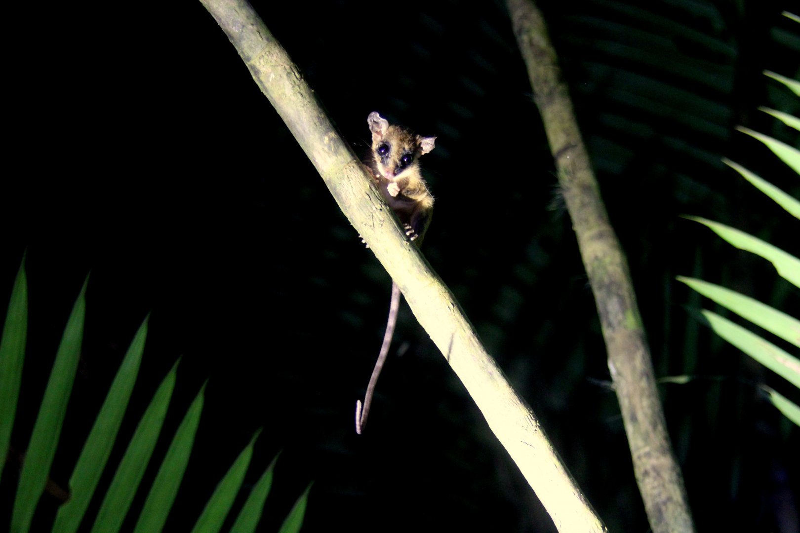 (Marmosa mexicana) Mexican mouse opossum 2014