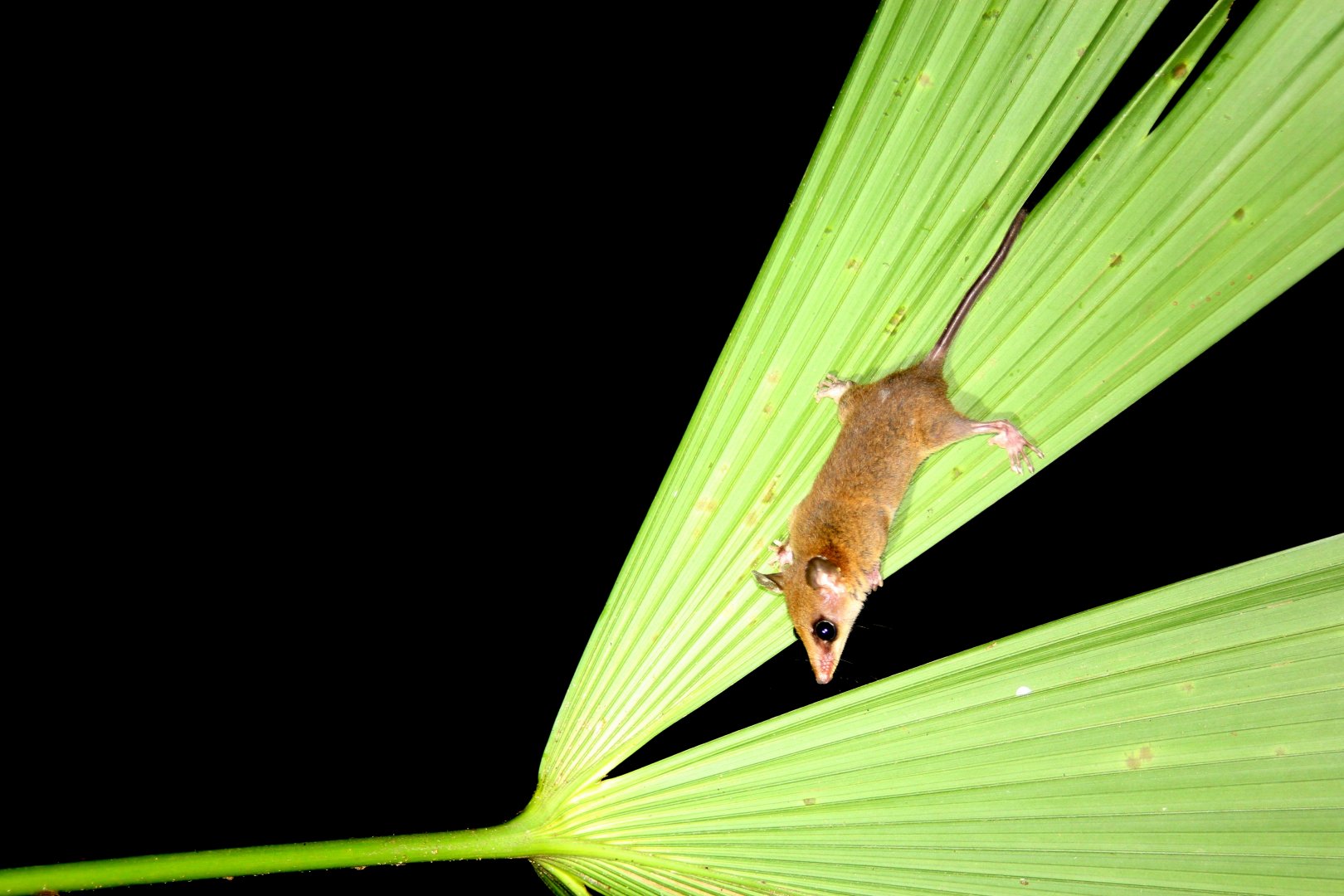 (Marmosa mexicana) Mexican mouse opossum 2014