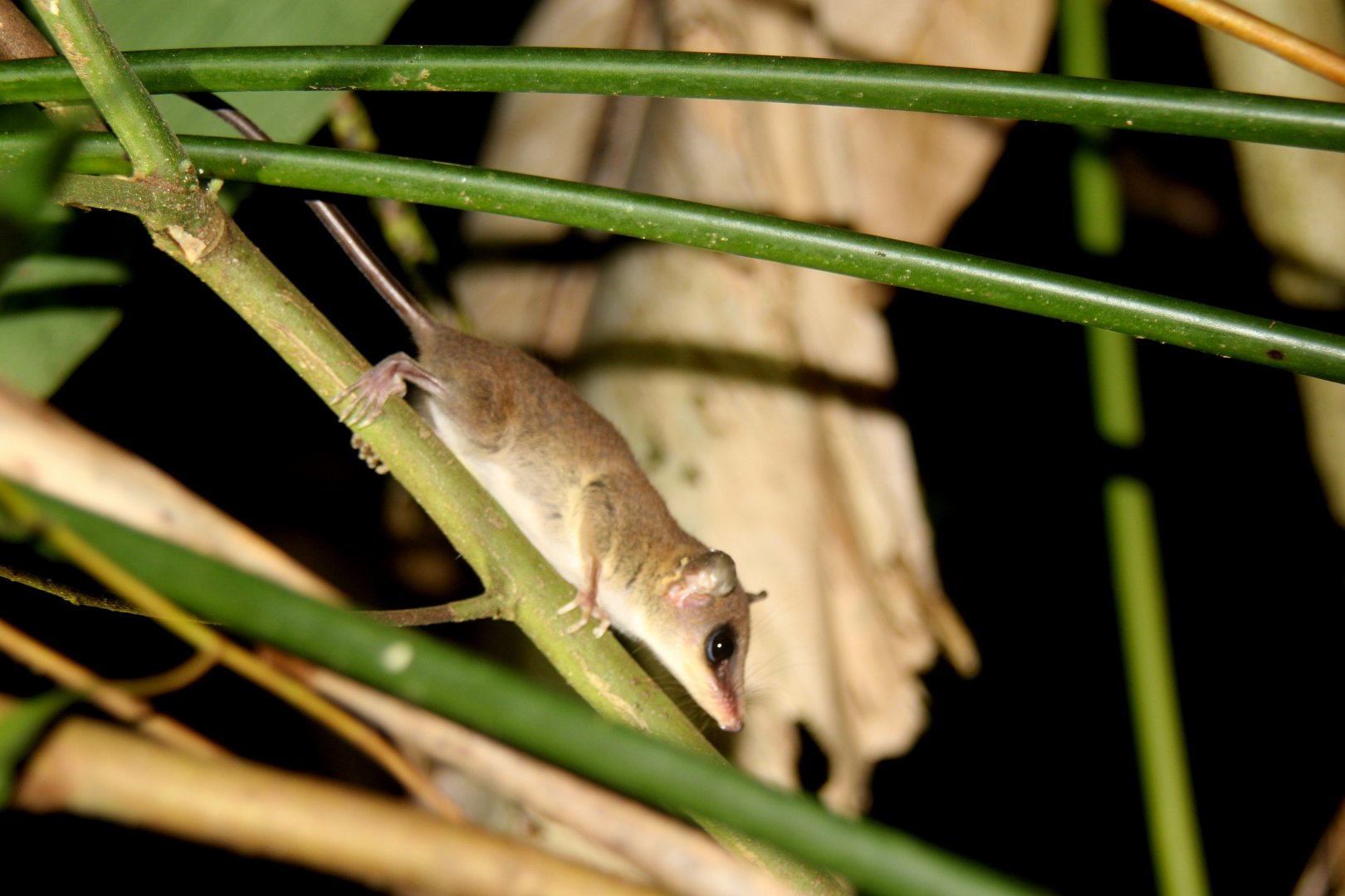 (Marmosa mexicana) Mexican mouse opossum 2014