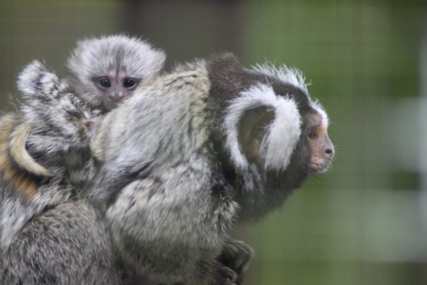 Marmoset and Baby