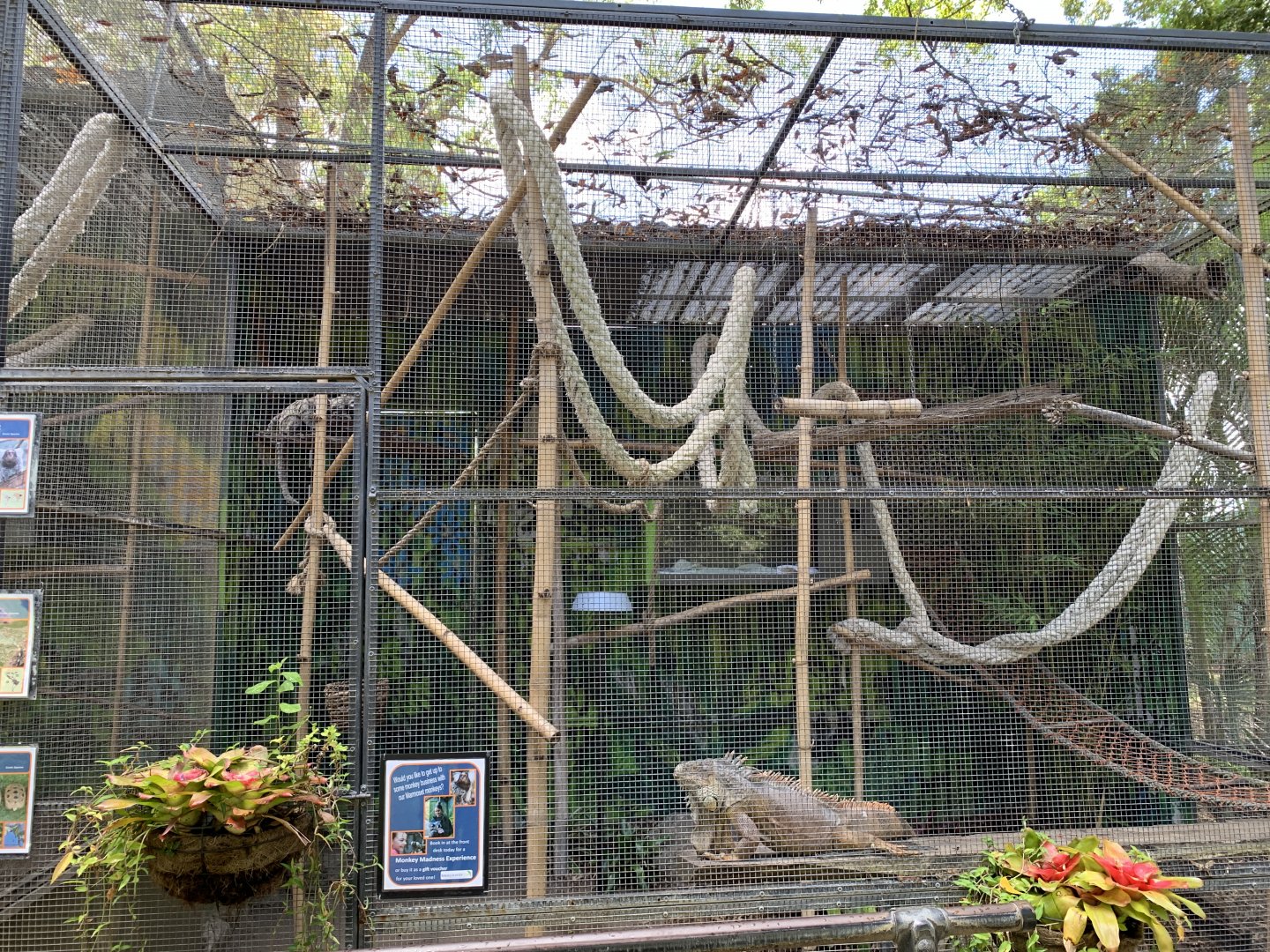 Marmoset and Iguana Exhibit