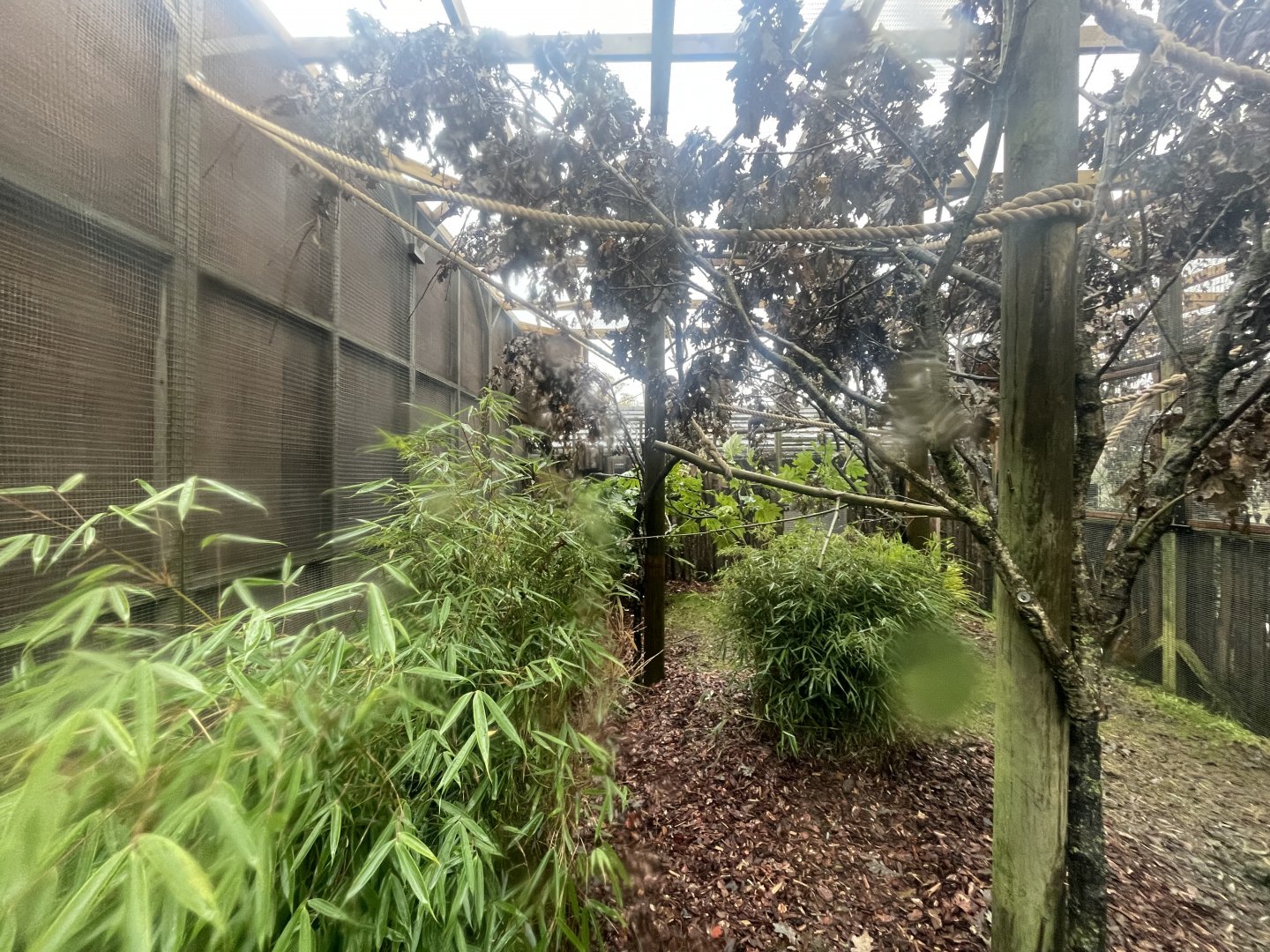 Marmoset and Titi Monkey Enclosure