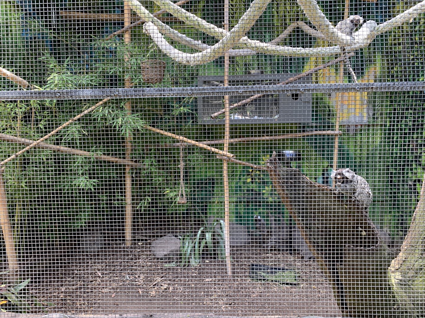 Marmoset and Tortoise Exhibit