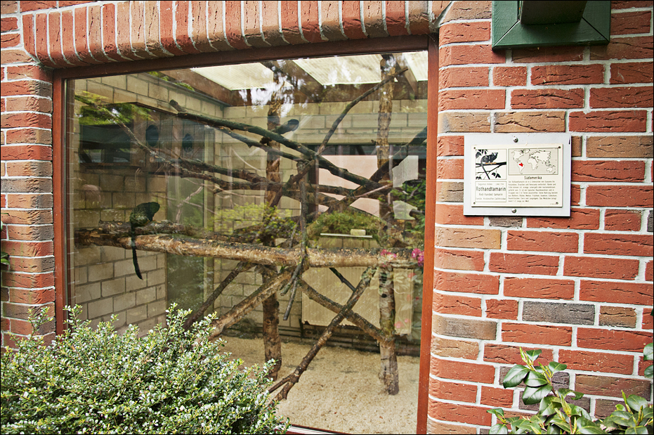 Marmoset-area at Thüle