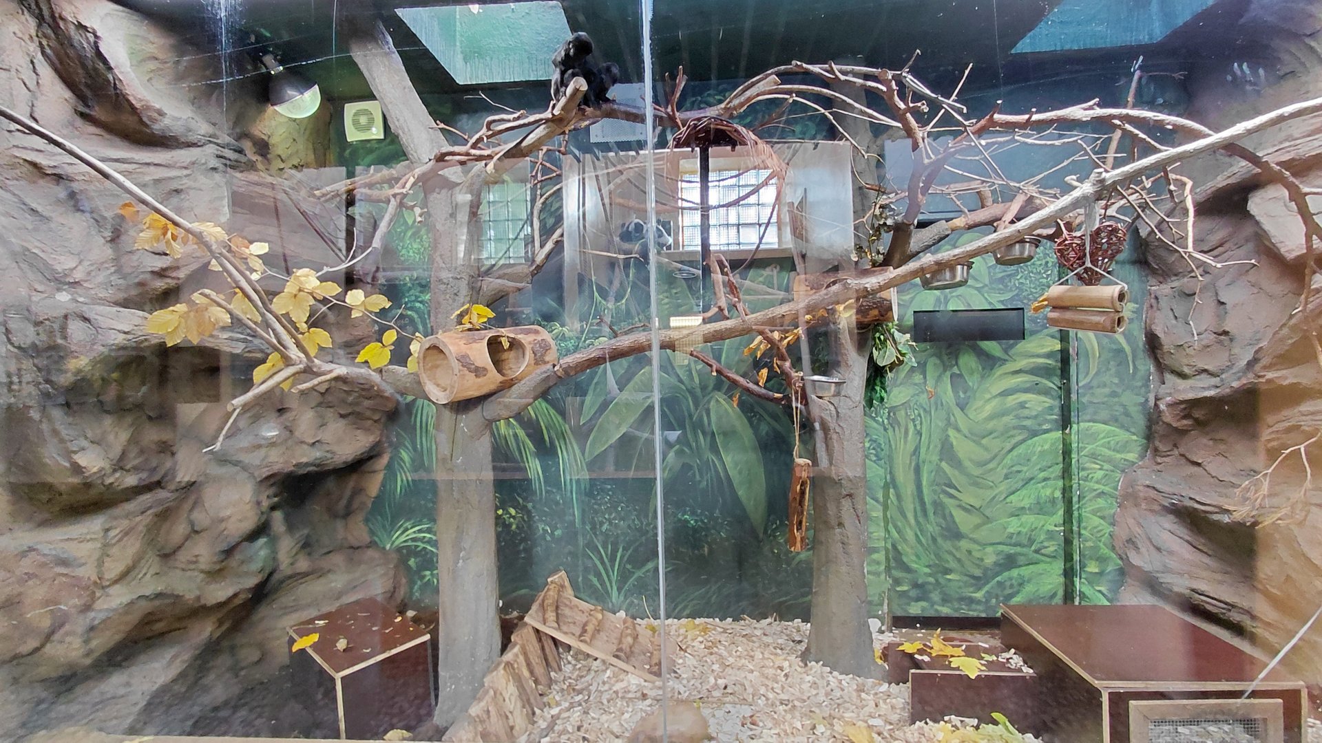 Marmoset + armadillo indoor exhibit