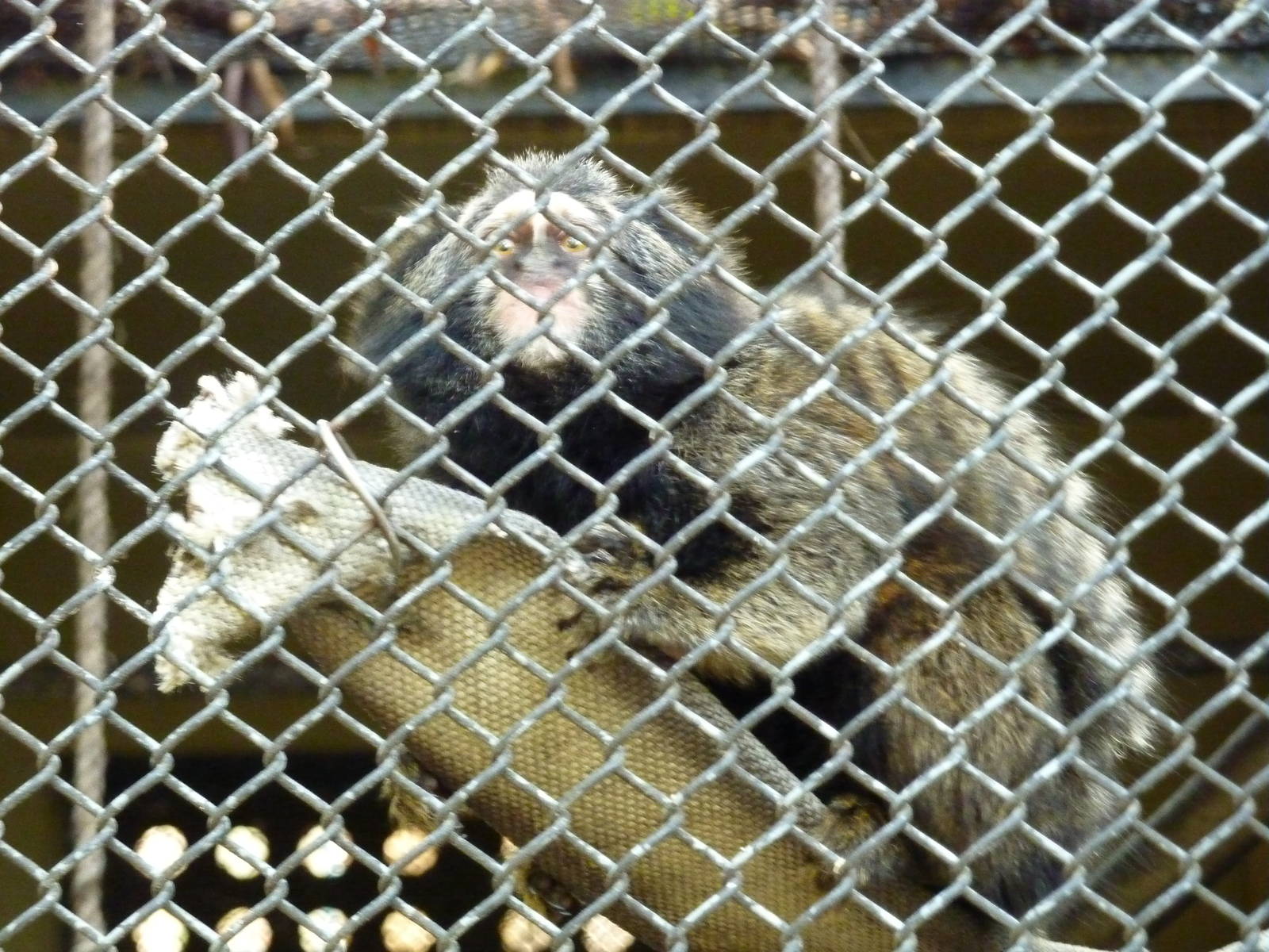 Marmoset at RioZoo, 2010