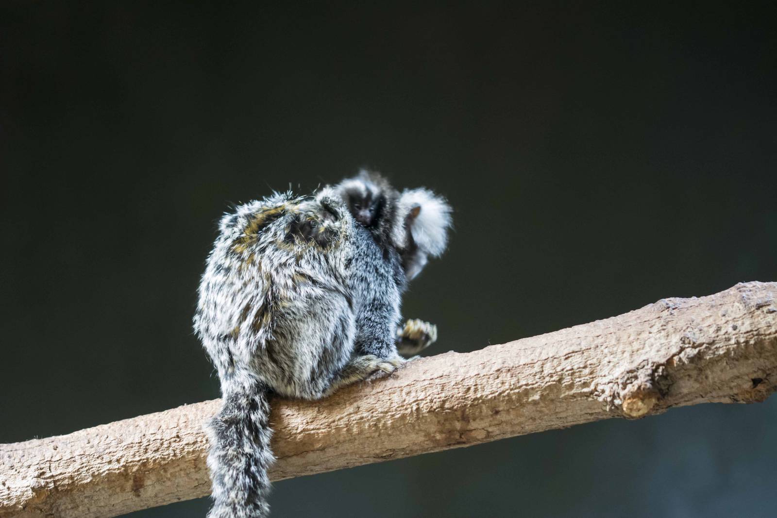 Marmoset baby