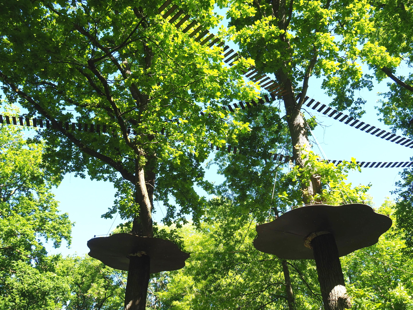 Marmoset climbing structures in oak trees, 2021-06-01