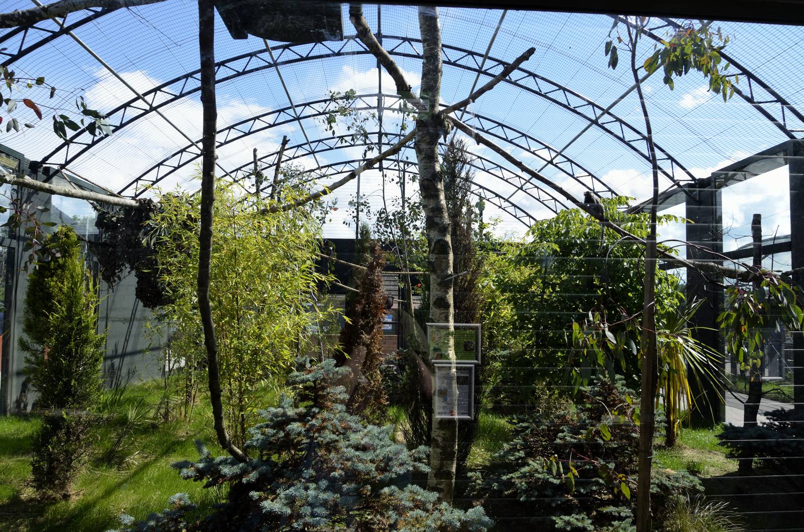 Marmoset enclosure-06/07/2014