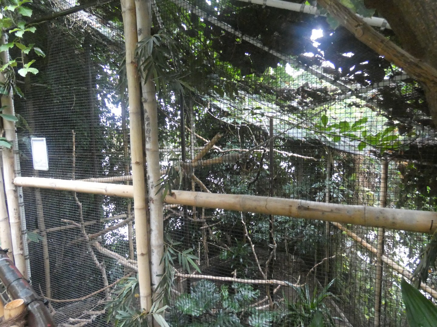 Marmoset enclosure (Plantasia Swansea)
