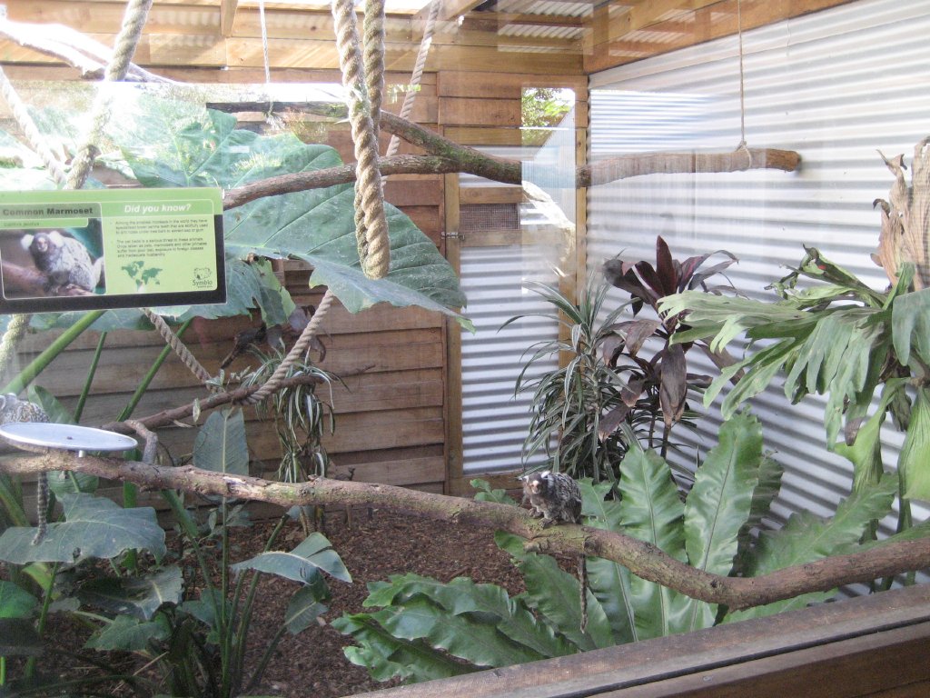 Marmoset Enclosure