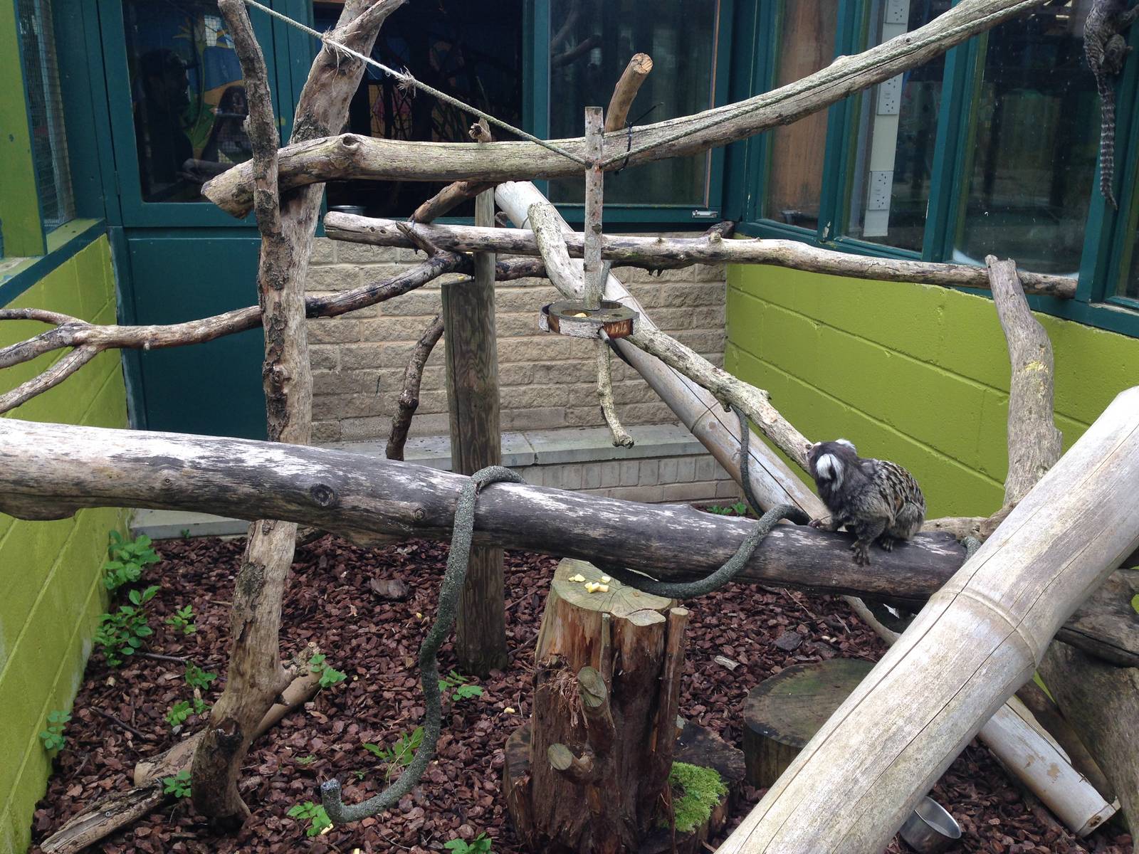 Marmoset Exhibit at Ponderosa Rural Thereapeutic Centre