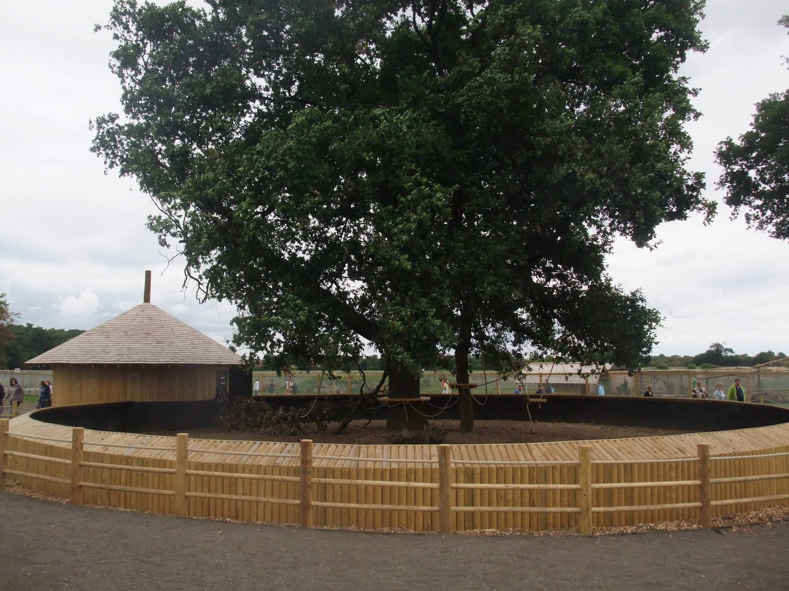 Marmoset Exhibit at Yorkshire WP, 07/08/11