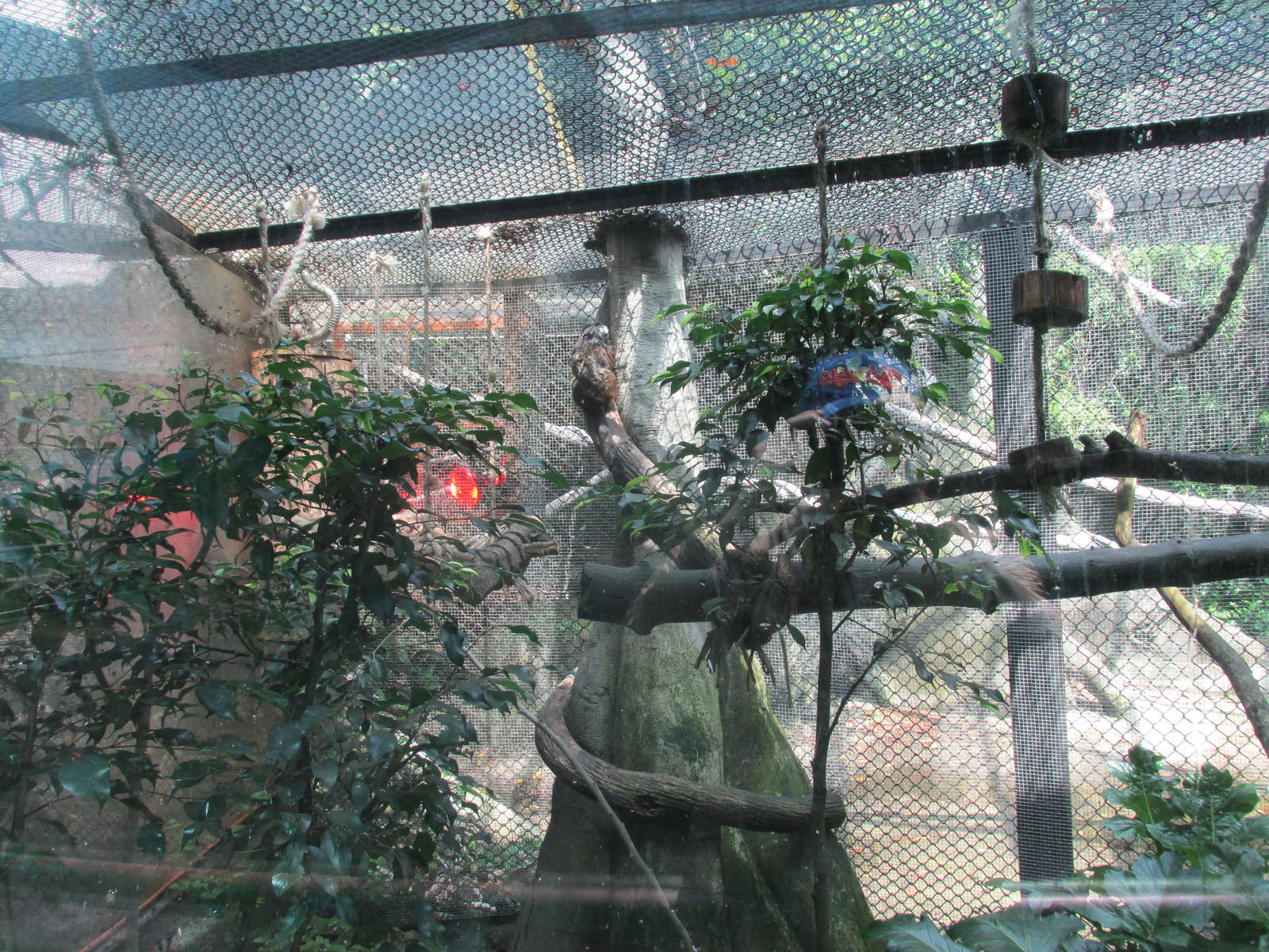 marmoset exhibit chapultepec zoo