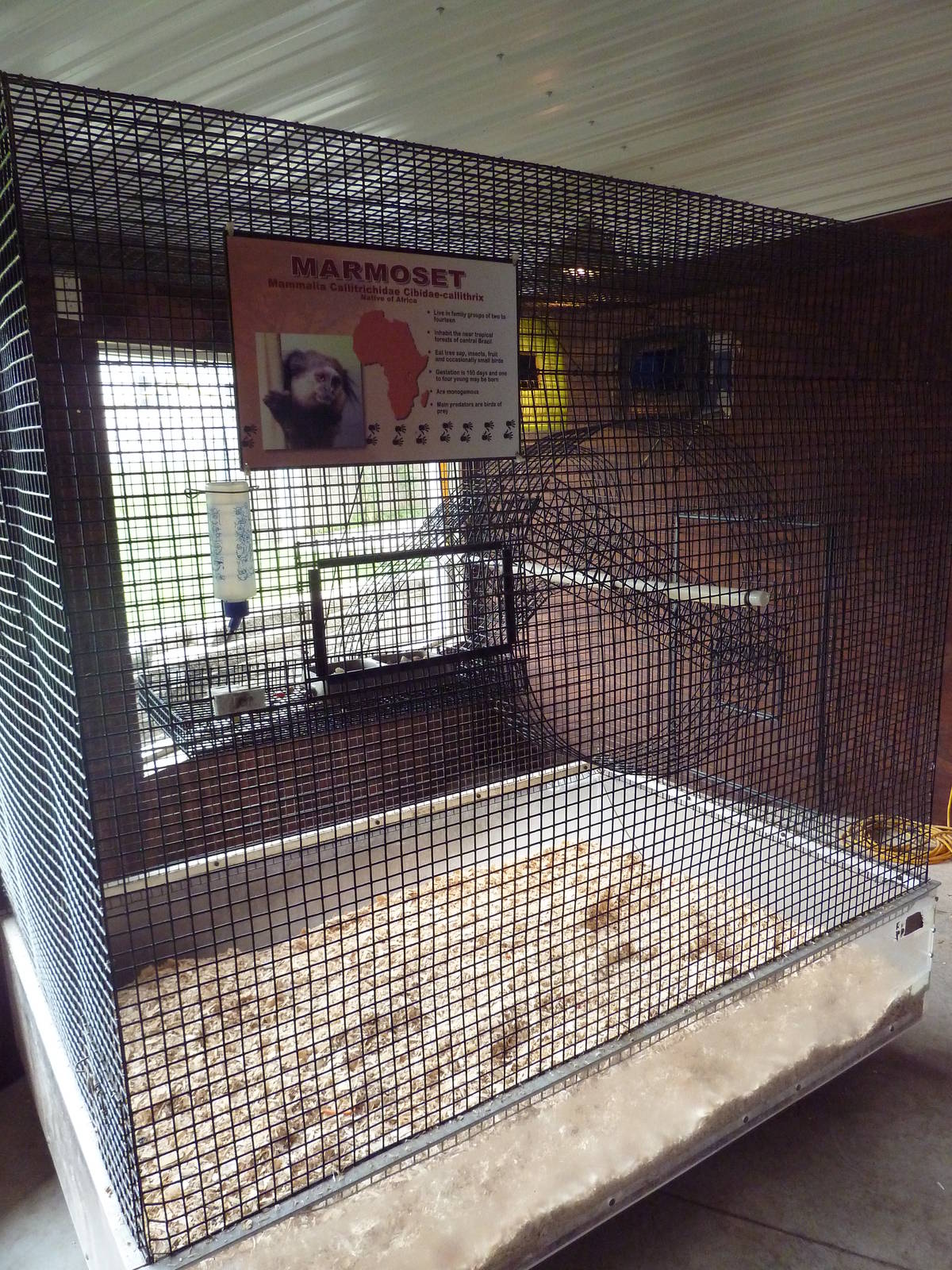 Marmoset Exhibit