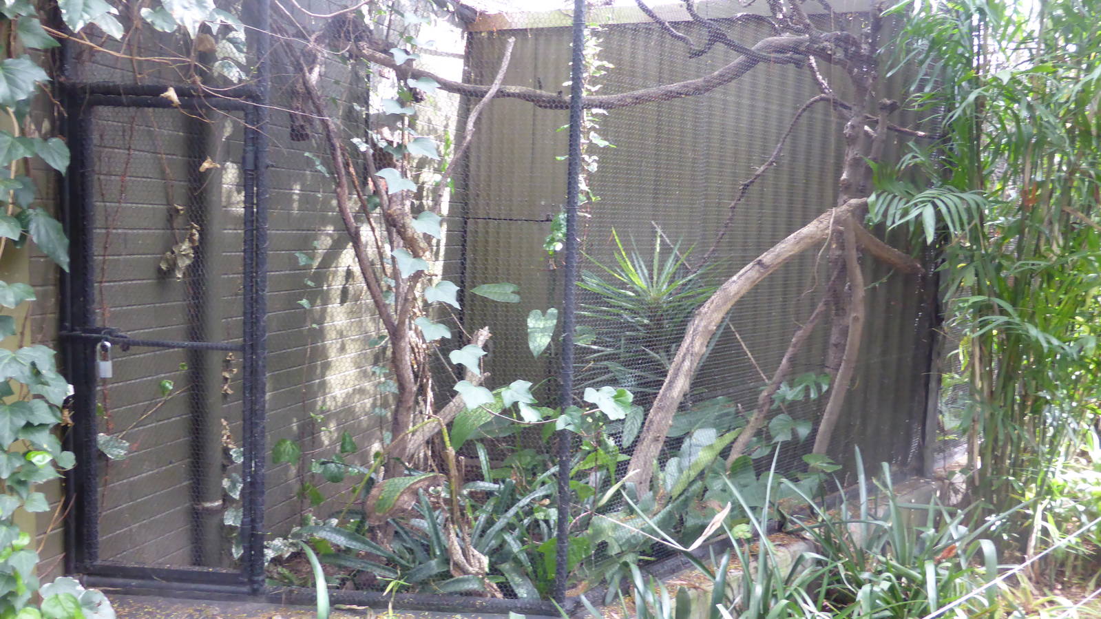 Marmoset exhibit