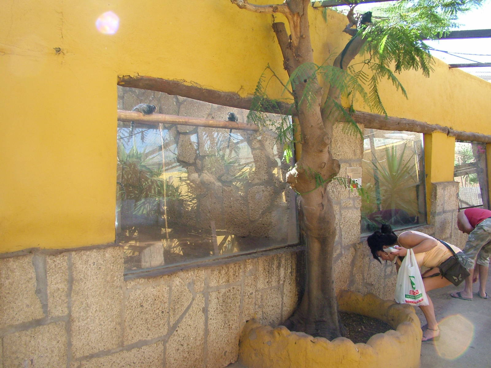 Marmoset Exhibits at Monkey Park, 09/11/10