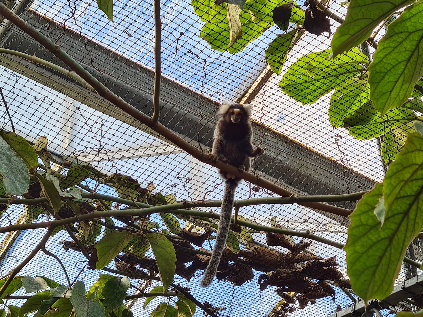 Marmoset hall - Common marmoset