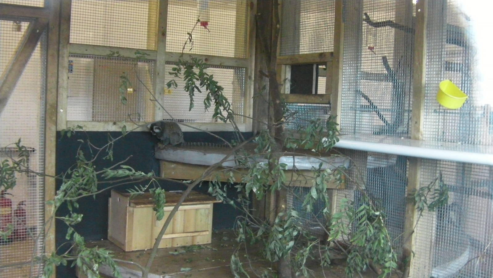 Marmoset Indoor Enclosure - 19.08.2011