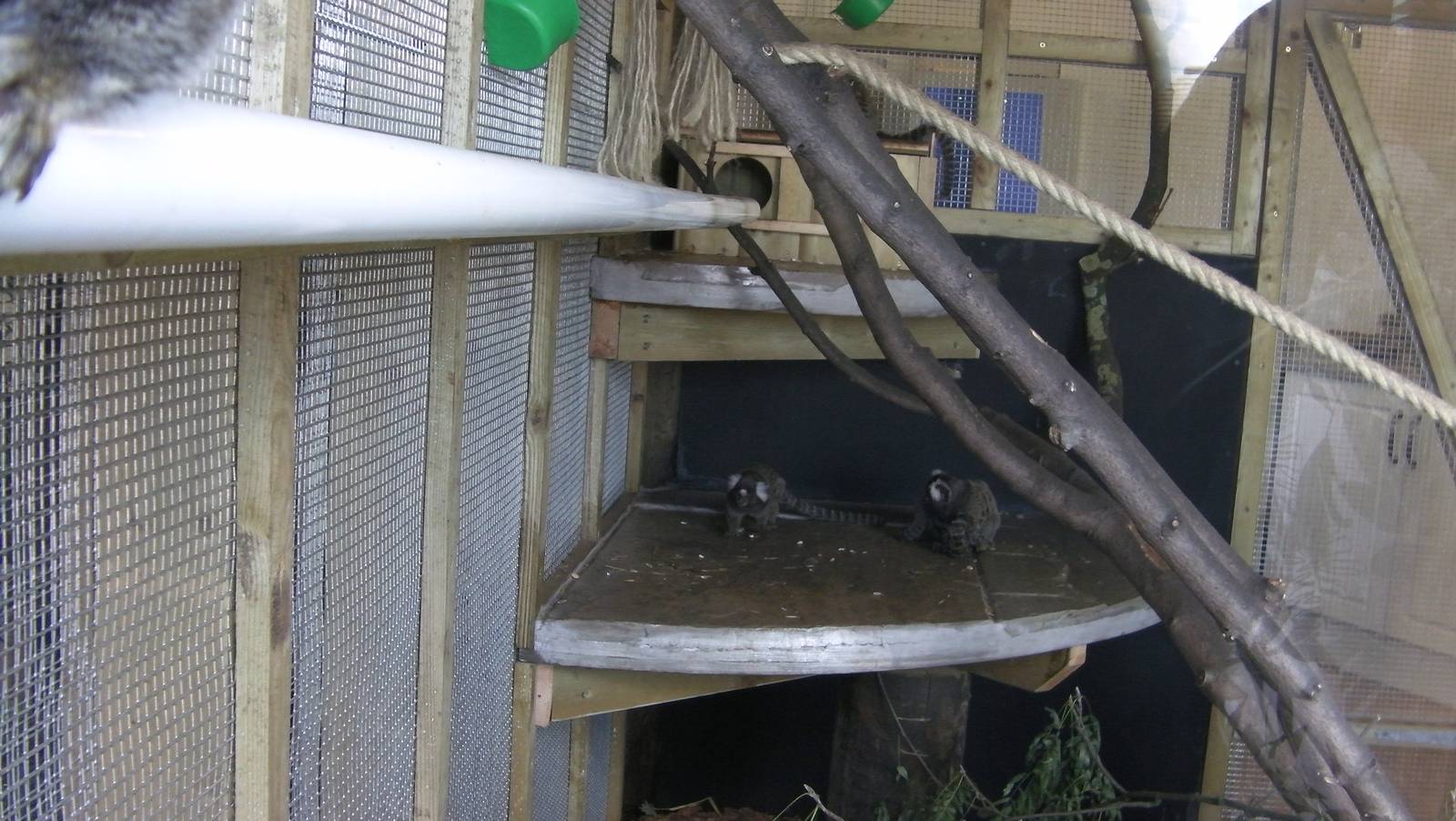 Marmoset Indoor Enclosure - 19.08.2011