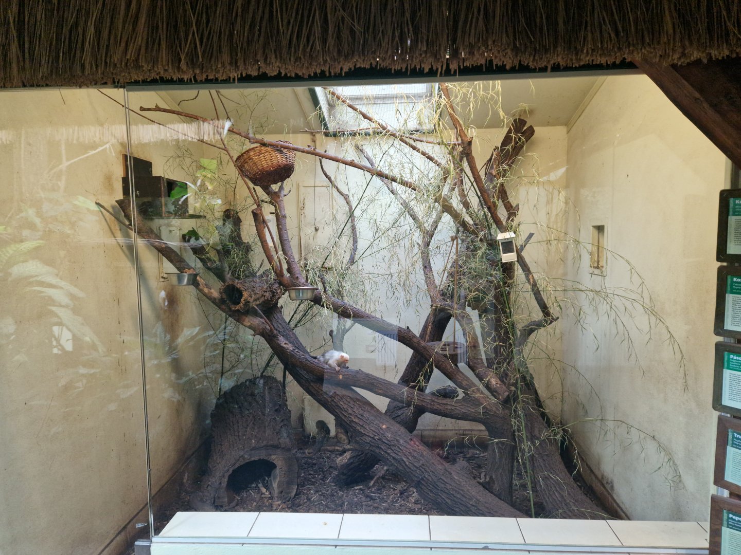 Marmoset indoor enclosure