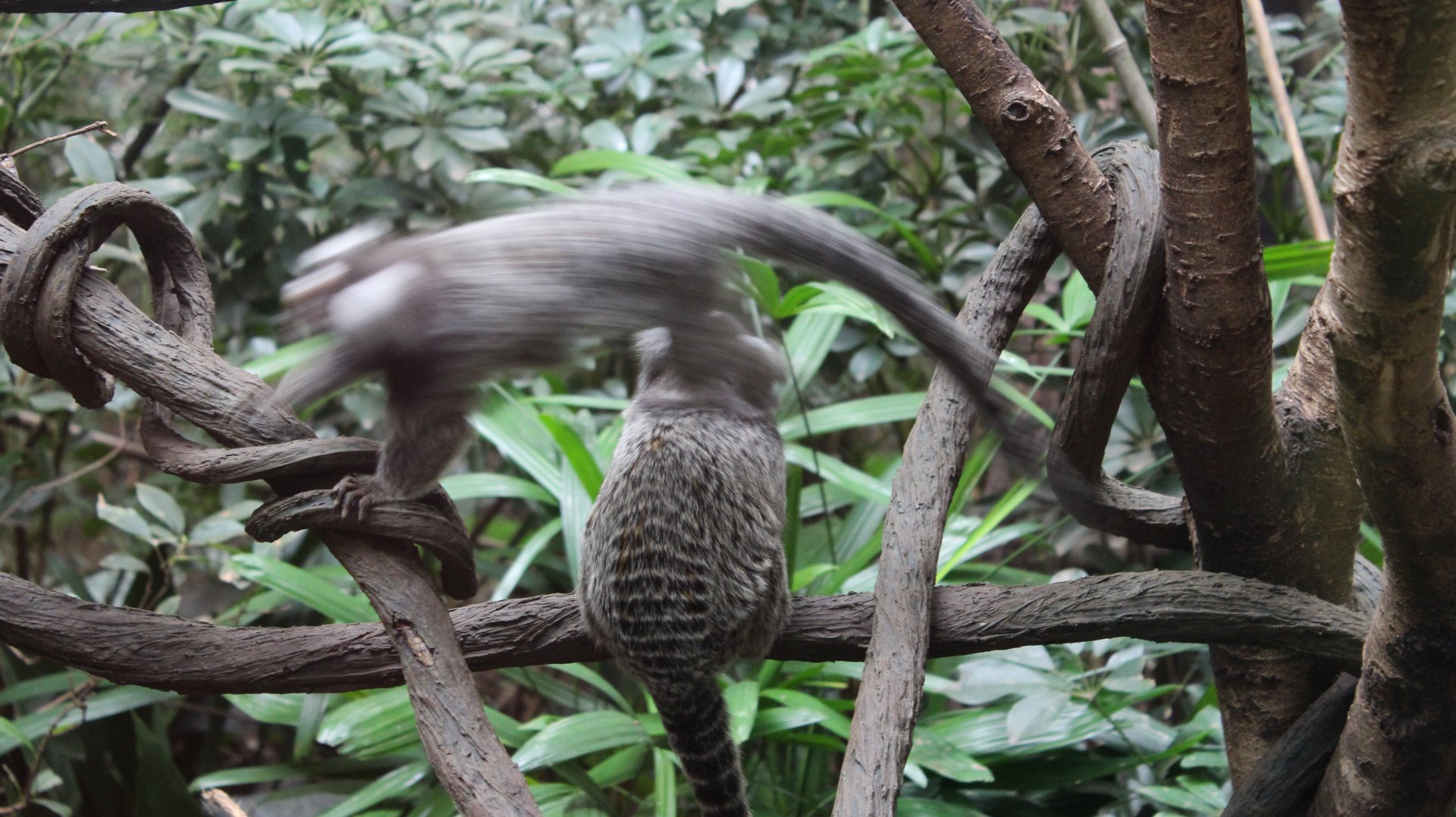 Marmoset on the move!