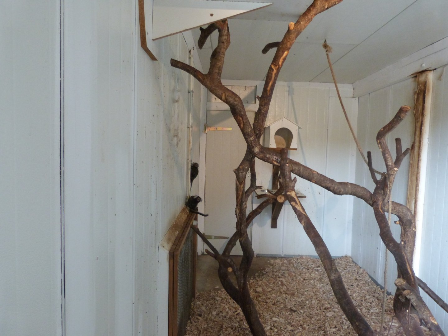 Marmoset - Parc animalier de Bouillon