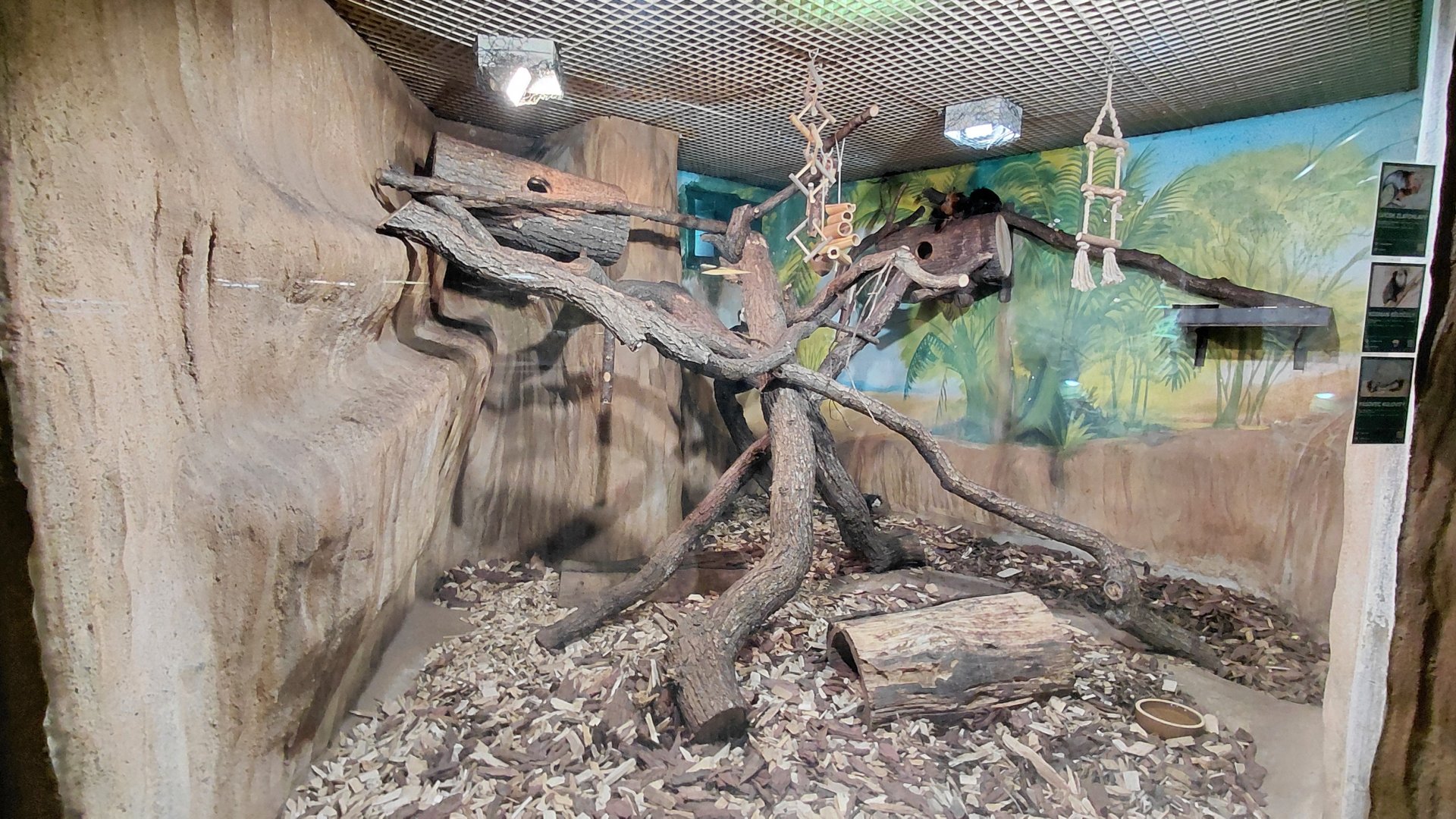 Marmoset + tamarin + armadillo indoor exhibit