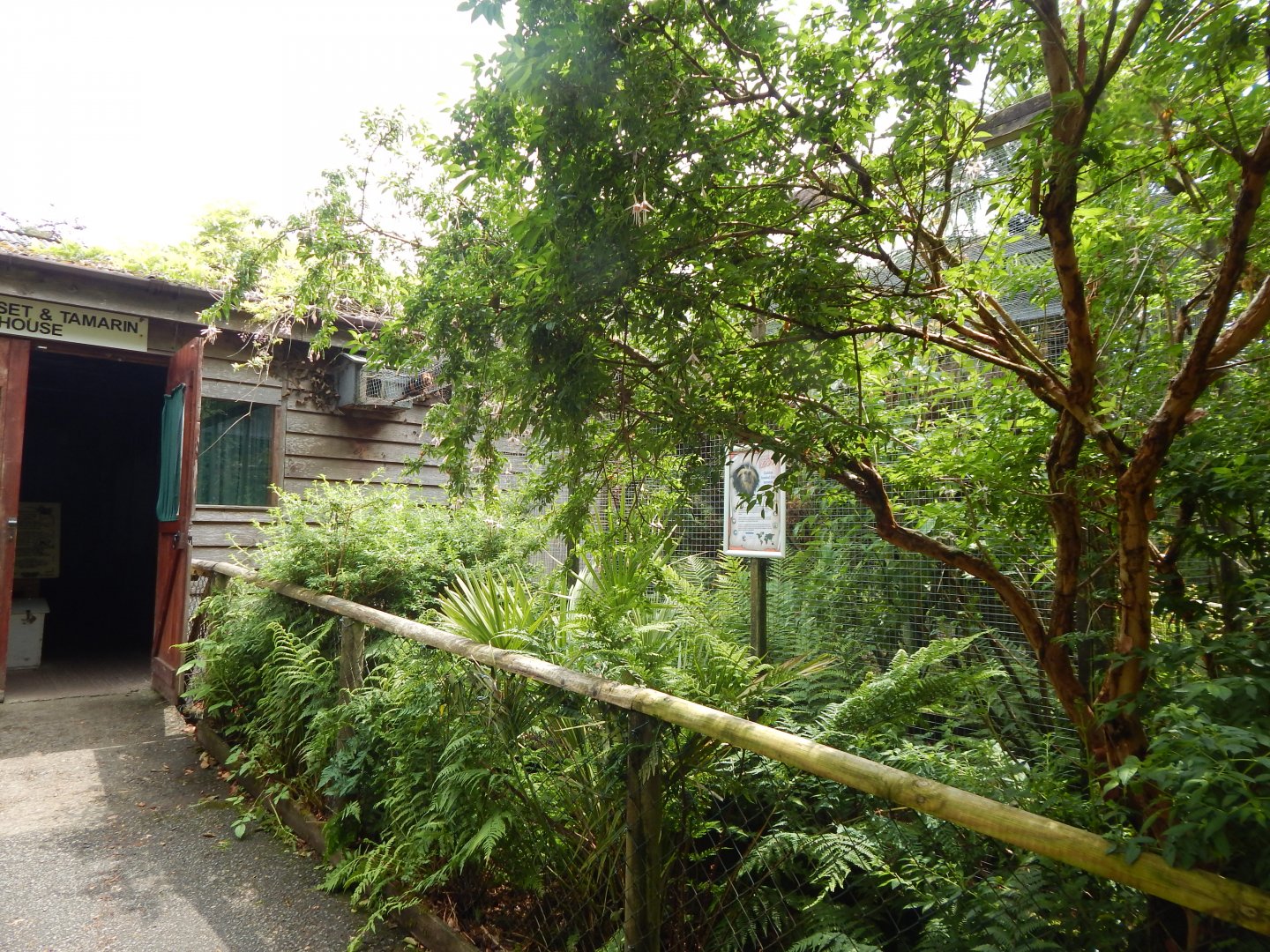 Marmoset & Tamarin House - Golden-headed lion tamarin outdoor enclosure 050625