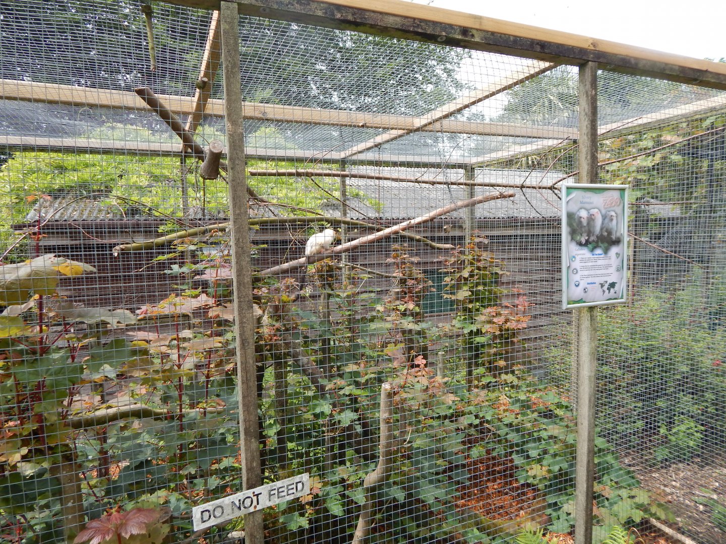 Marmoset & Tamarin House - Silvery marmoset outdoor enclosure 050625