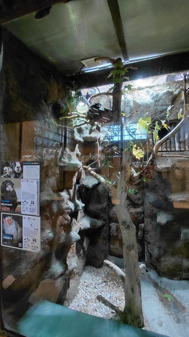 Marmoset + tamarin indoor exhibit
