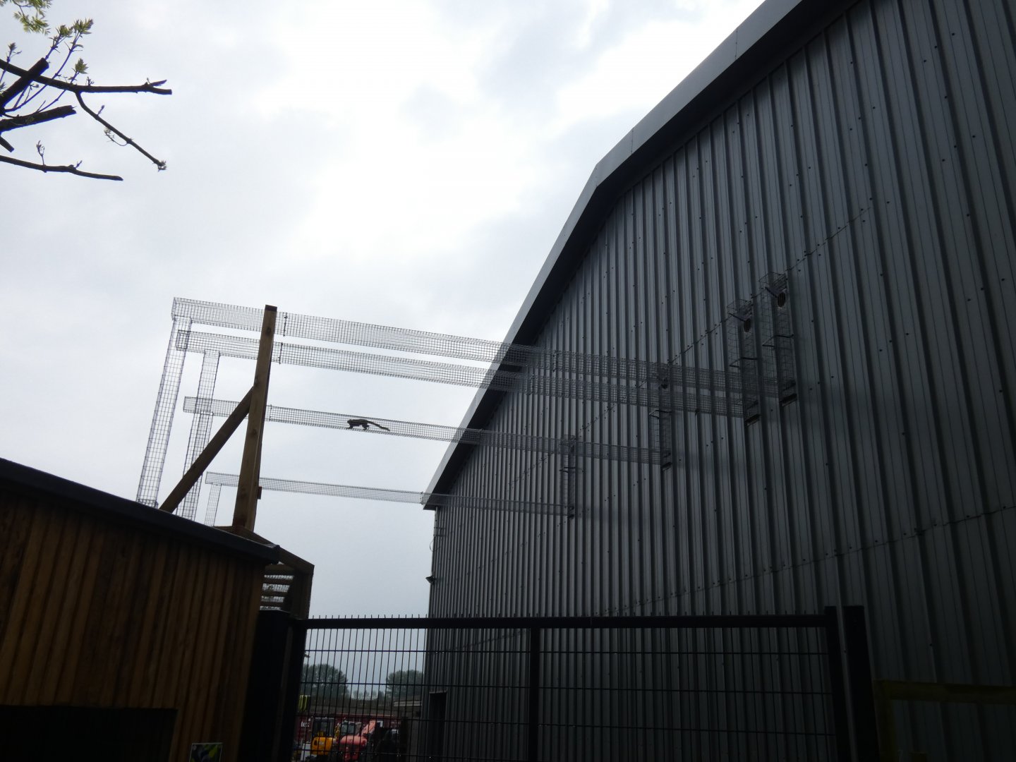 Marmoset tunnels from Chimpanzee house to outdoor enclosure