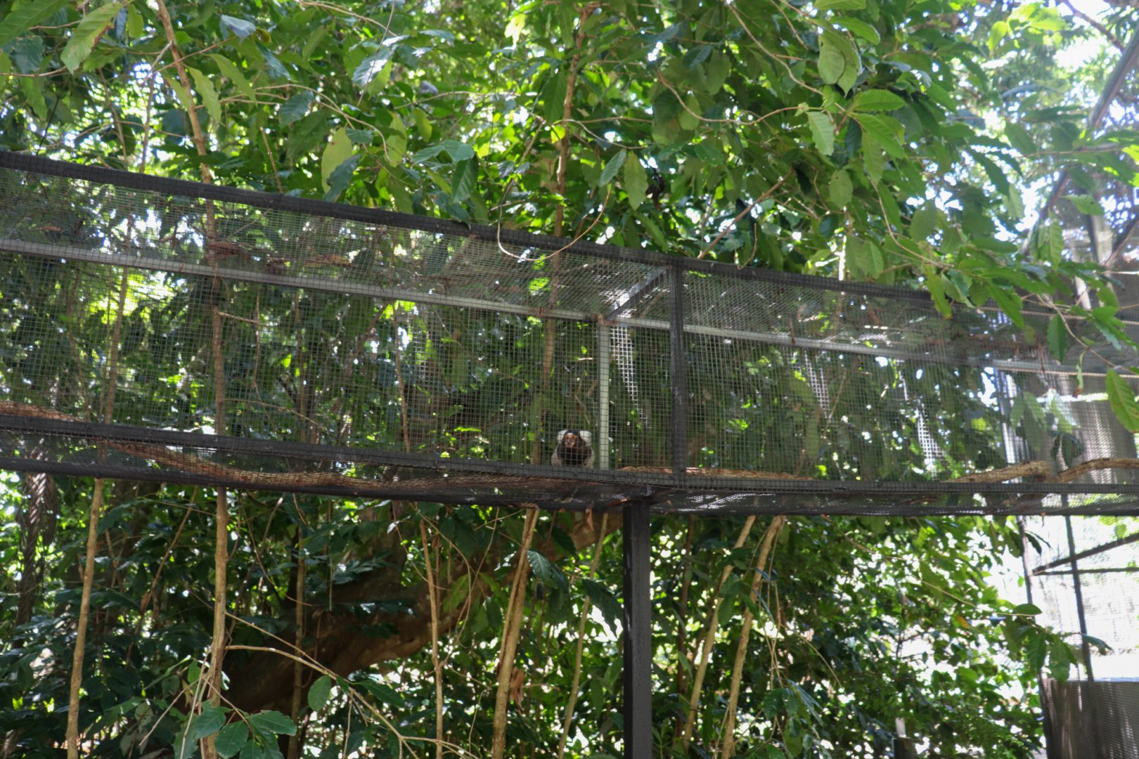 Marmoset Using New Aerial Walkway