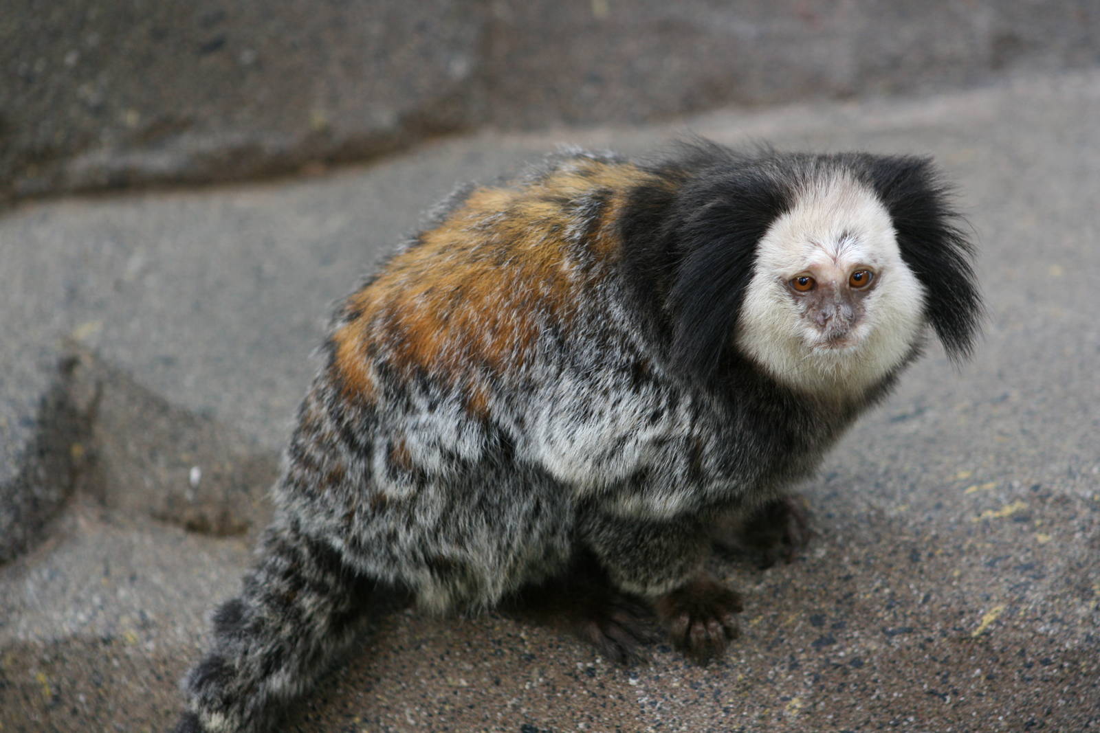 Marmoset