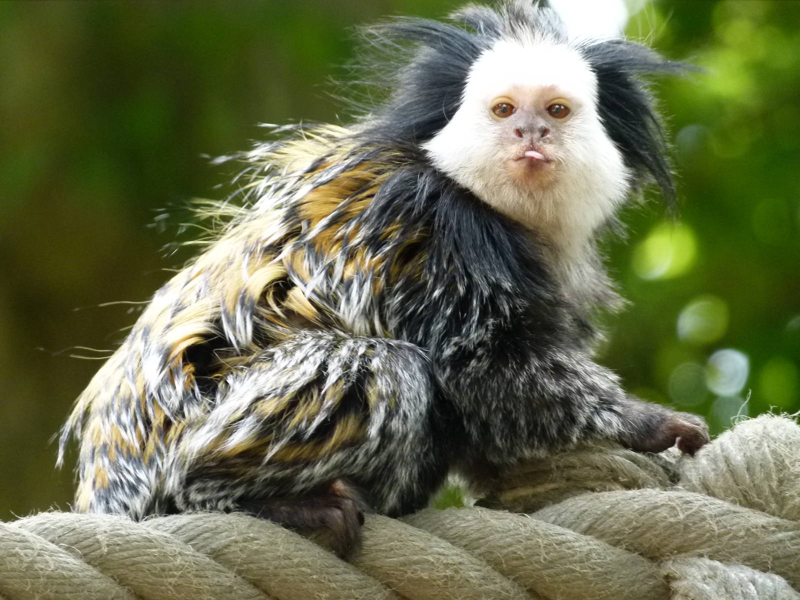 Marmoset