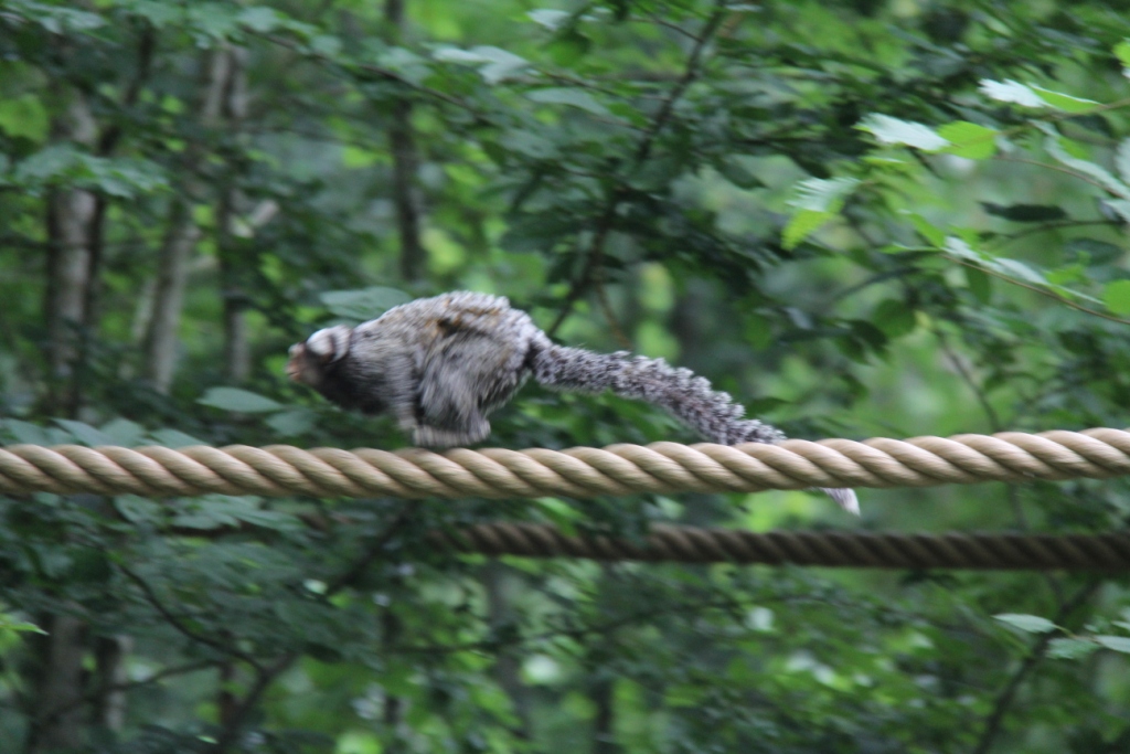 Marmoset