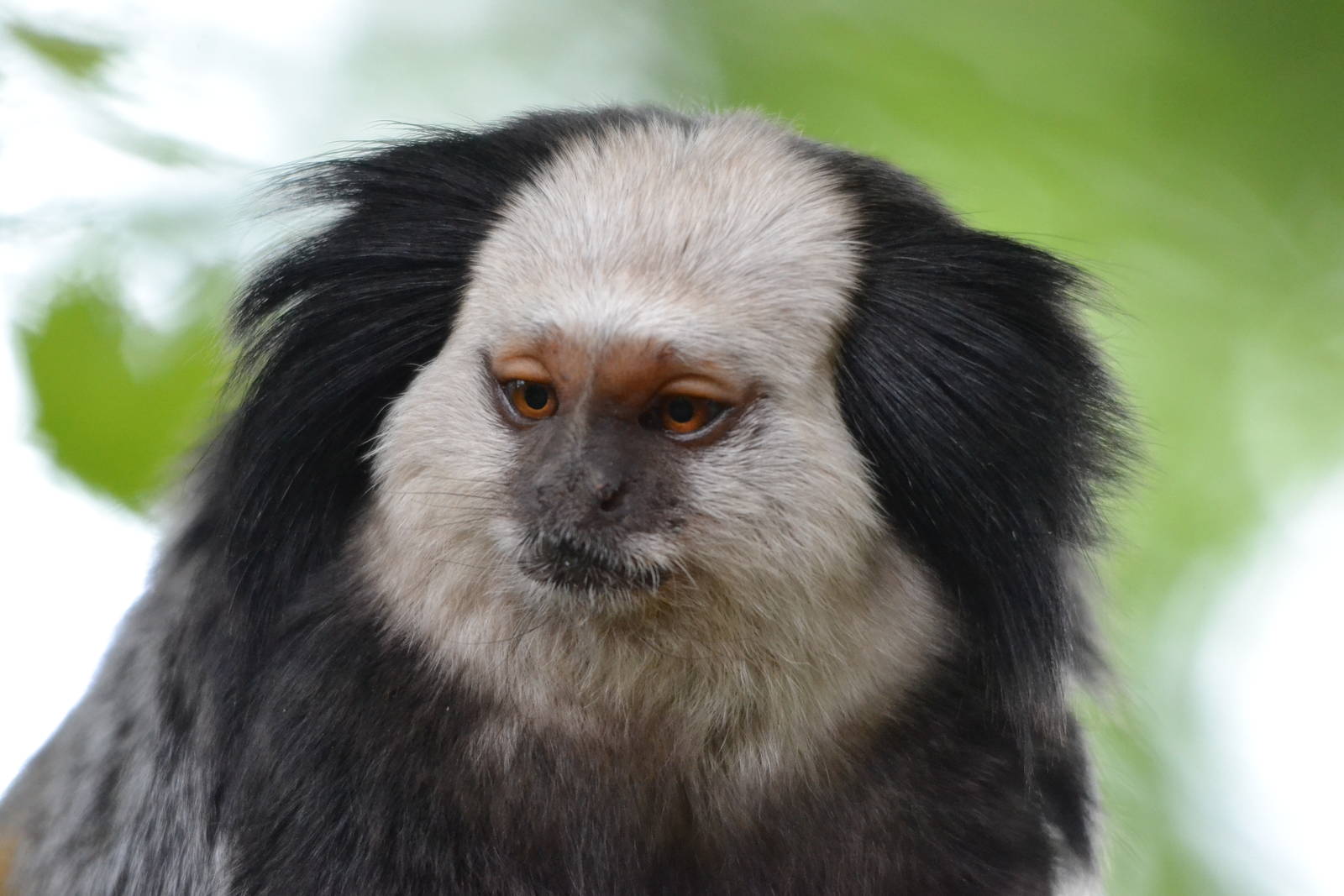 marmoset