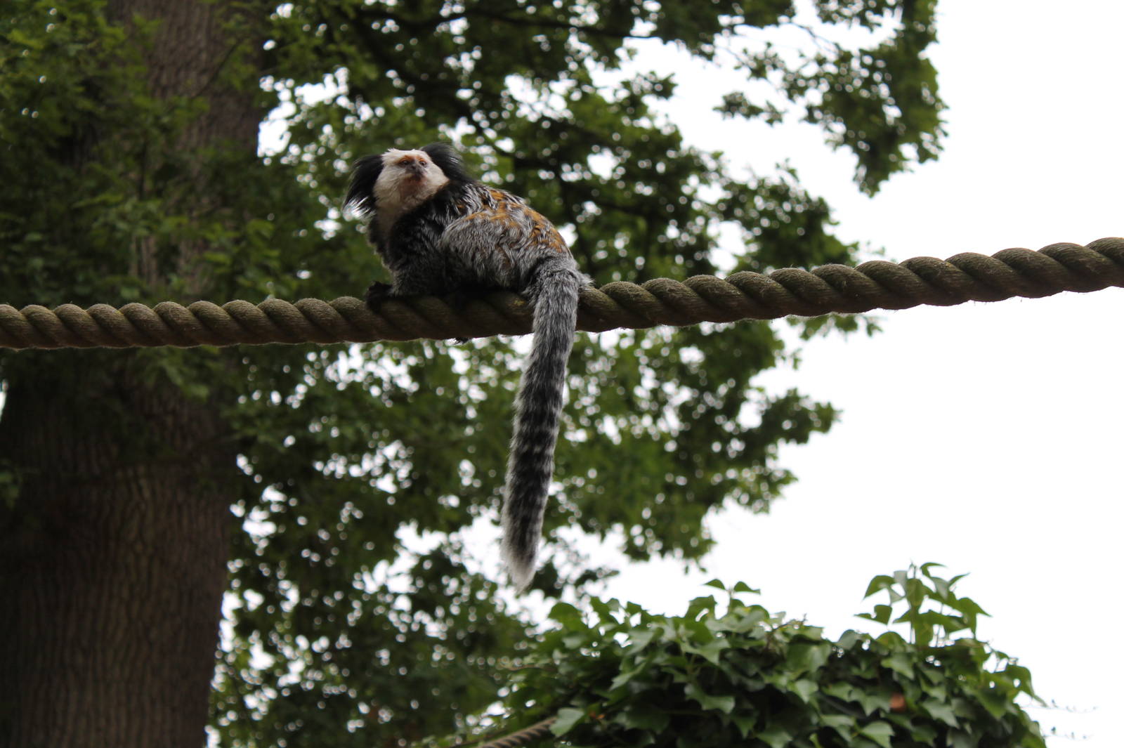 Marmoset